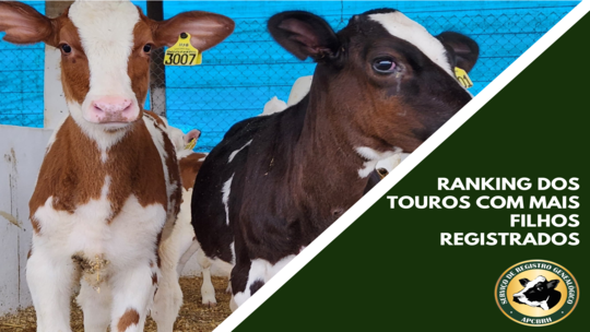 Touros com maior número de filhas (os) registrados no Paraná